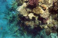 ��� ����� Tropicana Grand Oasis