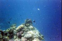 Tropicana Grand Oasis