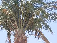 Iberotel Makadi Oasis