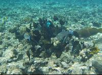 ��������� �������� ����