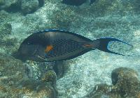 ������-�����