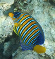 ����������� �����