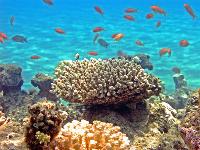 ��������� ���