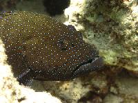 ����� ��������