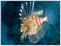 "������" ��������