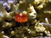 �������������� ������