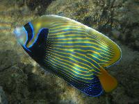 ������������� �����