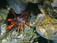 ���������� ��