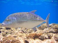 �������� �� � �����