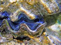 ���������� �������