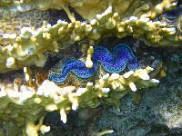 ���������� �������