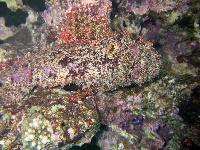 ���� ����� ��� !