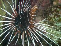 �������� �����