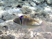 �������� �������