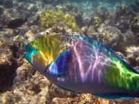 �������