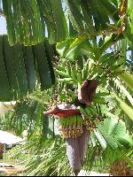 Hilton Resort �������