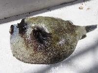 ����� ����������� ))))