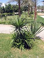 ���������� ������� ���