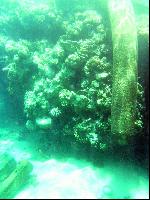 ��� Hyatt/Intercontinental (����)