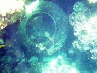 ��� Hyatt/Intercontinental (����)