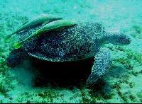 �������� � "�����������"