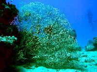 ������� ?