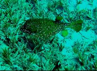 ���������-�������