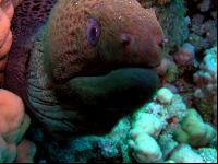 ������� ���� !