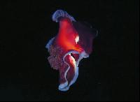 ��������� ������ ��� "������������ �������-�������"!