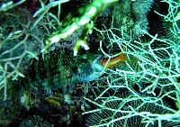 �������� �������!