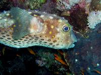 ������ ����-��