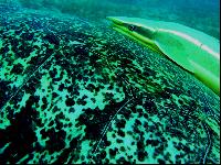 ��������� "��������" � ��������