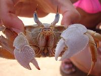 ������� �������� ����