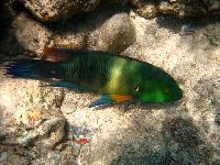 ������� ������