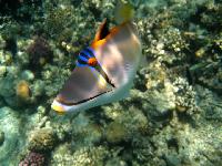 ������� ������