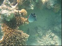 ������� ������