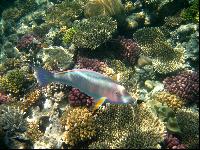 ������� ������