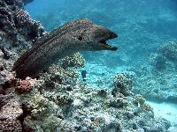 "���������" ����� �������� ����