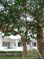 Shedwan Golden Beach