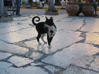 ������� �������