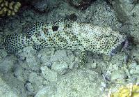 ���� #11 � �������� ����� � CONCORDE.jpg