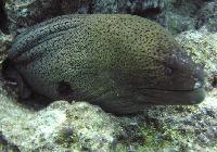 ���� #16 � �������� ����� � CONCORDE.JPG