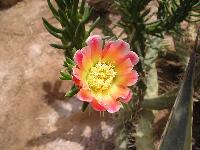 ���� #21 � �������� ����� � CONCORDE.gif" "���� #21 � �������� ����� � CONCORDE.JPG