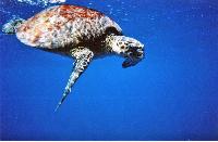 �������, �� �������!