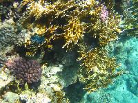 ��������� ��� Domina