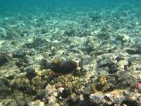 ��������� ��� Domina