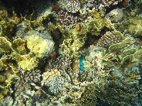 ��������� ��� Domina