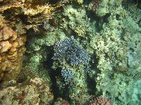 ��������� ��� Domina