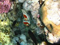 ��������� ��� Domina