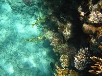 ��������� ��� Domina